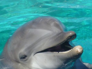 Meet Winter The Dolphin